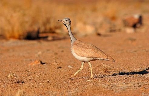 Rueppell's Bustard