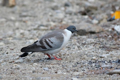 Snow Pigeon