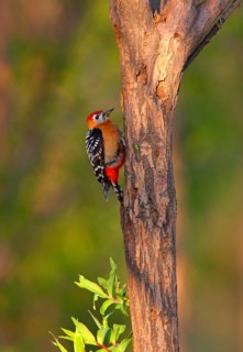 Rufous-bellied Woodpecker