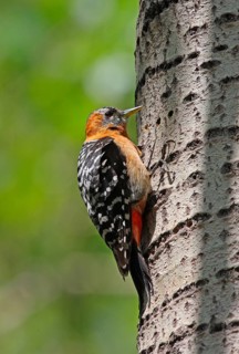 Rufous-bellied Woodpecker