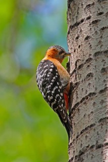 Rufous-bellied Woodpecker