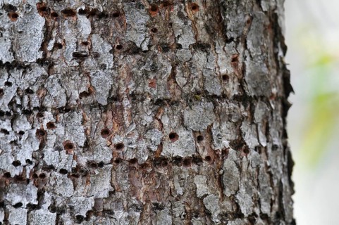 Rufous-bellied Woodpecker