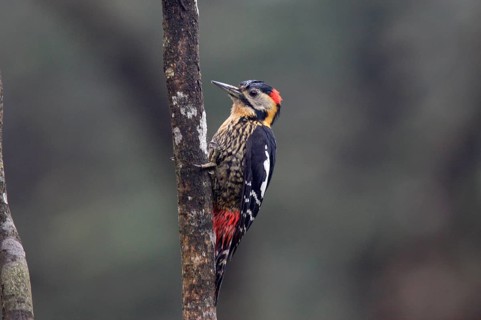 Darjeeling Woodpecker