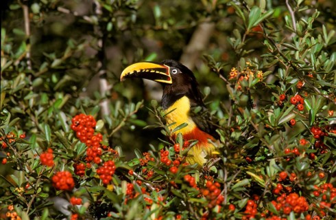 Chestnut-eared aracari