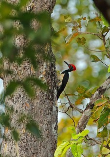 White-bellied Woodpecker