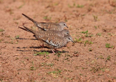 Scaled Dove