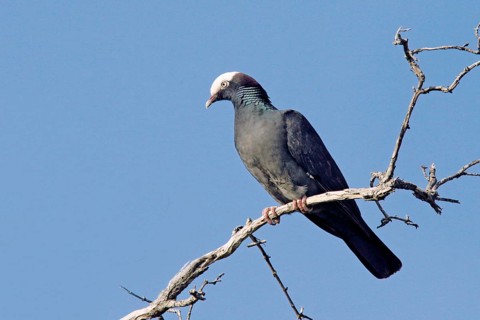 White-headed Pigeon