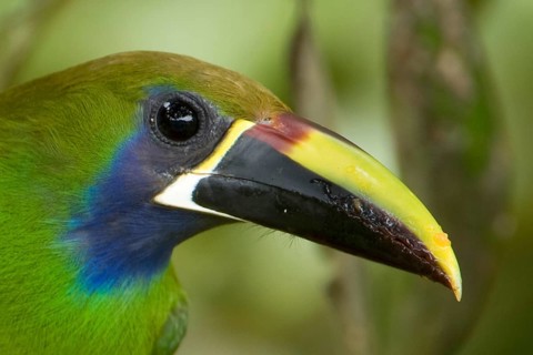 Blue-throated Aracarius
