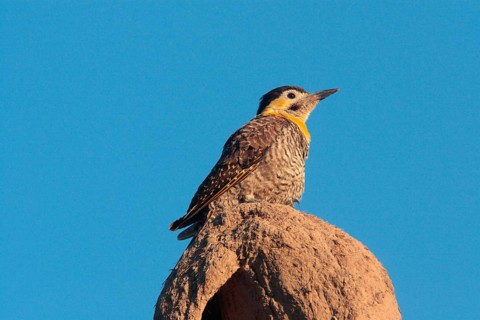Field Flicker