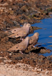 Golden-spotted golden-spotted ground dove