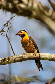 Campo Flicker