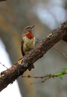 Rufous-necked Wryneck