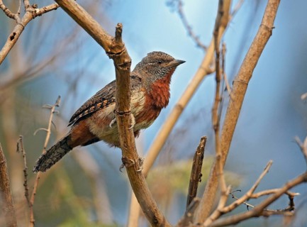 Rufous-necked Wryneck