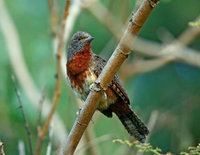 Rufous-necked Wryneck