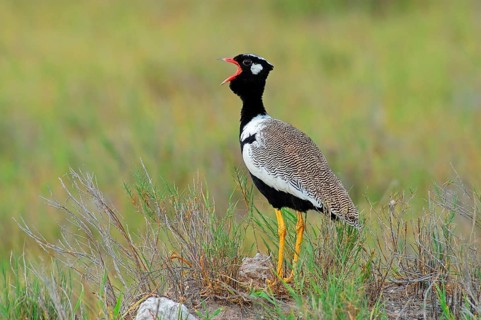 Cackling Bustard