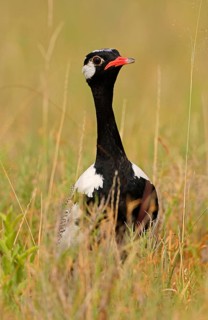 Bustard