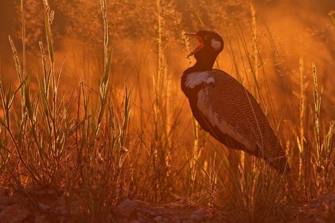 Northern Black Bustard
