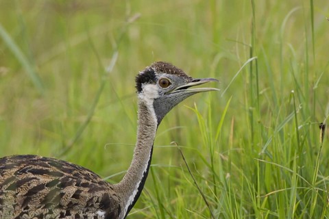 Black-bellied Bustard