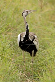 Black-bellied Bustard
