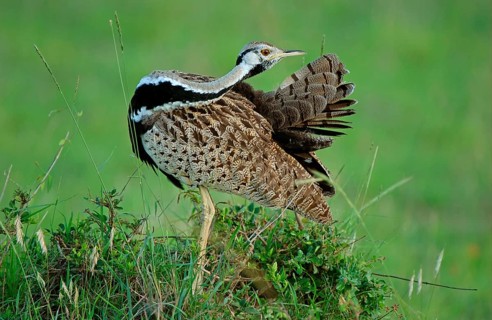 Black-bellied Bustard