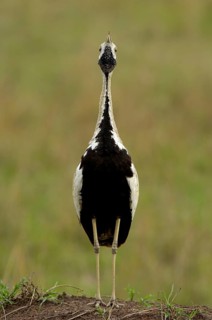 Black-bellied Bustard