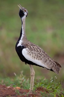 Black-bellied Bustard