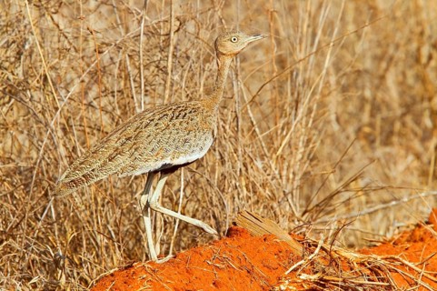 Buff-crested bustard