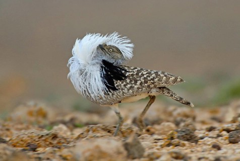 Houbara Bustard