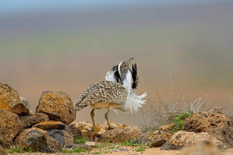 Houbara Bustard