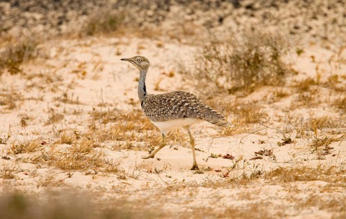 Houbara bustard