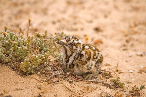 Houbara bustard