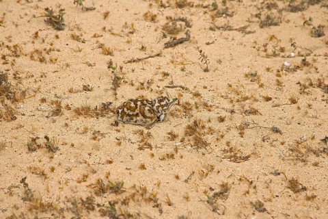 Houbara bustard