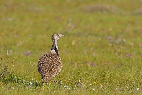 Canary Island Bustard