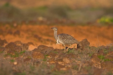 Canary Island Bustard