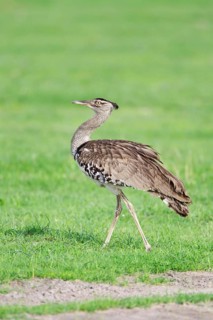 Kori Bustard