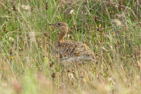 Little bustard