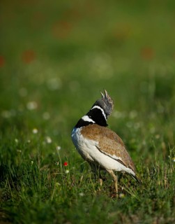 Little bustard
