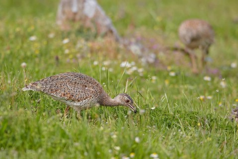 Little bustard