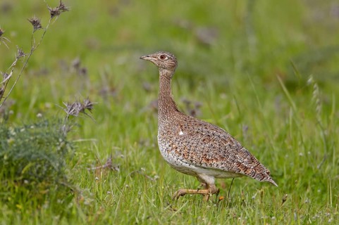 Little bustard