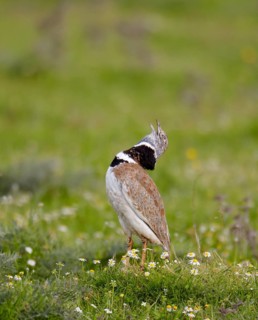Little bustard