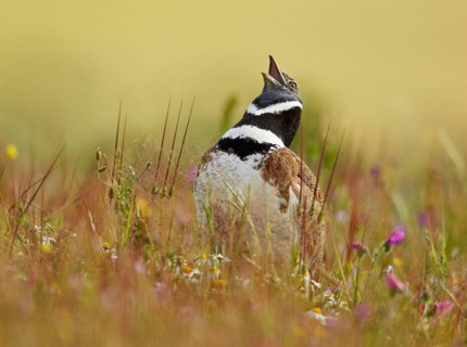 Little bustard