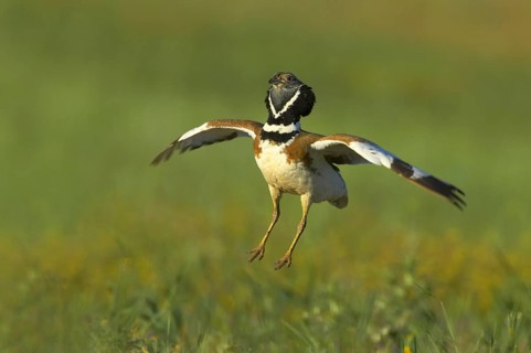 Little bustards
