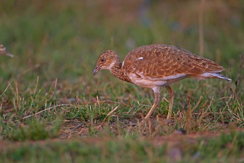 Little Bustard
