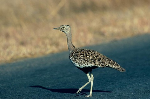 Red Crested Bustard