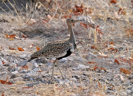 Red-crested Bustard