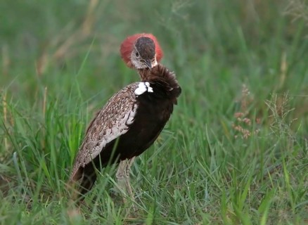 Red-crested korhaans