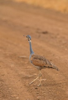 White-bellied bustard