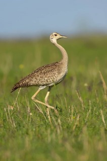 Northern white-bellied bustard