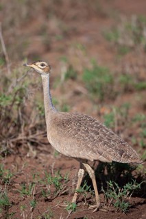 Northern white-bellied bustard