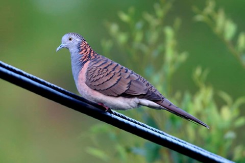 Chrysauchoena humeralis